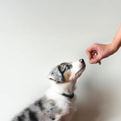 Exclusively Dog Best Buddy Bits Training Treats for Dogs and Puppies - All Natural, Baked in The USA, Ideal for Training & Agility, No Animal Byproducts - Cheese Flavor, 5.5oz Resealable Bag