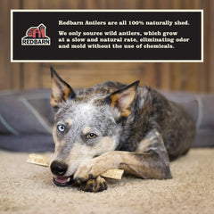 Redbarn Whole Elk Antler for Dogs