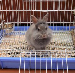 SPOT Coop Cup Bolt Clamp - Stainless Steel Hanging Bowl for Crates, Removable, Chew-Proof Pet Feeding Dish, Ideal for Birds, Parrots, Rabbits, Ferrets, Reptiles