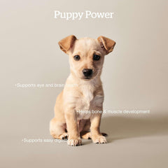 Now Fresh Grain-Free Dry Puppy Food with Turkey, Salmon & Duck, Healthy Kibble for Growing Dogs with Real Meat & Fish, Chicken-Free, Enhanced with Pumpkin & Probiotics for Good Digestion, 22 lb Bag