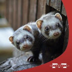 Marshall Pet Products GoodBye Odor for Ferrets