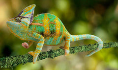 Galápagos Mossy Terrarium Sticks