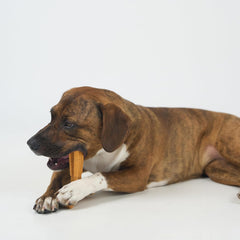 SPOT Bam-Bones Plus T Bone - Bamboo Fiber & Nylon, Durable Long Lasting Dog Chew for Aggressive Chewers – Toy for Dogs & Puppies Under 60lbs, Non-Splintering, Allergen Free Peanut Butter Flavor