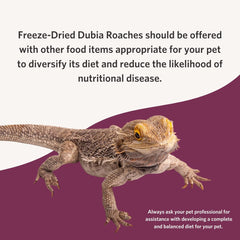 Fluker's Freeze Dried Dubia Roaches, Ideal for Lizards, Reptiles, Birds, Fish, Hedgehogs, 1.7 oz