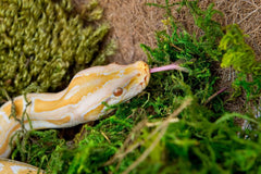 Galápagos (05213) Terrarium Green Sphagnum Moss, Natural