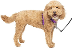 PetSafe 3 in 1 Dog Harness - No Pull Solution for Dogs - Reflective Dog Harness - Front D-Ring Clip Helps Stop Pulling - Comfortable Padded Straps - Top Handle Enhances Control