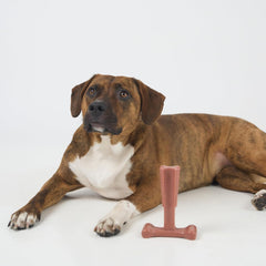 SPOT Bam-Bones Plus T Bone - Bamboo Fiber & Nylon, Durable Long Lasting Dog Chew for Aggressive Chewers – Great Toy for Adult Dogs & Teething Puppies Under 30lbs, Non-Splintering, Beef Flavor
