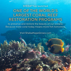 SHEBA Perfect Portions Paté Wet Cat Food Tray (1 Count, 2 Servings), Roasted Turkey Entrée 2.6-oz