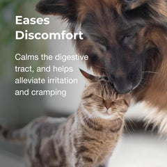 PetAg Pet Pectillin Anti-Diarrheal - 4 oz - Helps Relieve Diarrhea or Loose Stool in Dogs and Cats - Replaces Lost Electrolytes - Easy to Administer