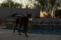 Jolly Pets JJ03 GLOW Jumper Pet Toy Balls