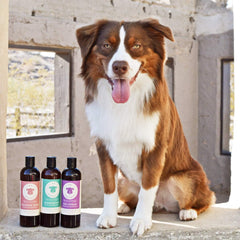 kin organics Calming Rose Moisturizing Dog Shampoo