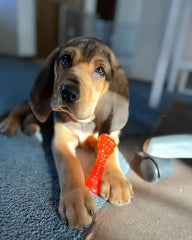 Nylabone Freezer Knuckle Bone Puppy Chew Toy, Soothing Teething Toys for Puppies, Color Changing, Lamb & Apple Flavor