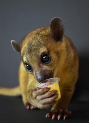 Komodo Jelly Pots Mixed Fruit Flavor Insect Food | Individually Portioned | Provides Nutrition & Hydration for Fruit-Eating Reptiles 40 Count Display (16g per Cup)