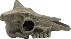 Komodo Deer Skull