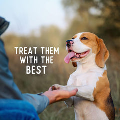 Beg & Barker Turkey Chips for Dogs - Single Ingredient Dog Treats Made for Large & Small Dogs Protein Human Grade Dog Treats Made from Real Meat Turkey, Made in USA