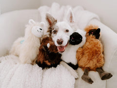 ZippyPaws Wooliez Dog Plush Toy - Interactive Pet Toys, Indestructible Plush Dog Toys, Fun Dog Toys, Enzo The Emu