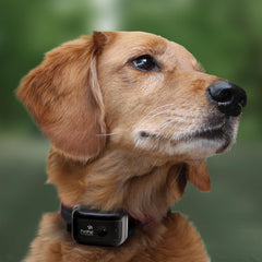 D.T. Systems Canine Coach 360 E-Collar