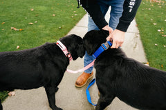 Boss Dog Tactical Adjustable Collar, Blue