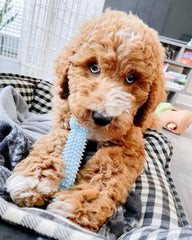 Nylabone Puppy Chew Toys & Natural Treat Triple Pack, Blue, Chicken & Bacon Flavor