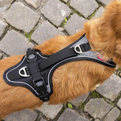 Curli Magnetic Belka Comfort Harness Black