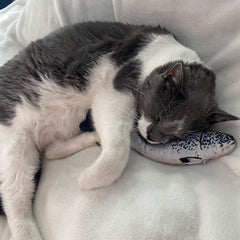 SPOT Flippin' Fish Interactive Cat Toy with Catnip for Indoor Cats & Kittens - Touch Activated, Flipping Tail, Rechargeable with USB, Hours of Fun - 11.5 inch