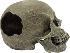 Komodo Human Skull