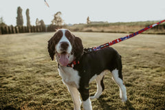 Boss Dog Tactical Leash, Red, White, Blue Camo