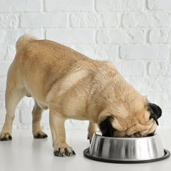 SPOT No-Tip Pet Bowl for Cats Small Dogs Large Dogs Classic Durable Non Slip Cat Dish Dog Bowls for Food and Water