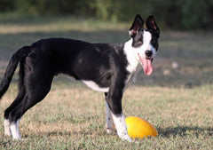 Jolly Pets Jolly Egg Dog Toy