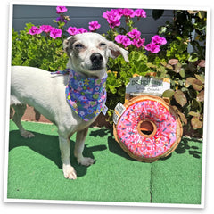 SMARTERPAW Doggijuana | Tuffer Chewer - Interactive Dog Toy with Juananip Refill | Refillable Durable Dog Toy for Engaging Play and Natural Calming (Sprinkled Donut)