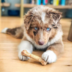 Nylabone Healthy Edibles Natural Puppy Chews Long Lasting Treats for Puppies, Roast Beef, Apple & Bacon Flavor