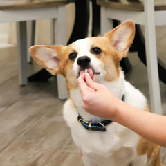 Ark Naturals Gentle Digest Capsules, Vet Recommended Prebiotics and Probiotics to Support Intestinal Balance and Immune System Health in Dogs and Cats, Natural Ingredients