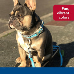 Coastal Pet - Pro - Reflective Adjustable Dog Collar, Bright Blue with Grey