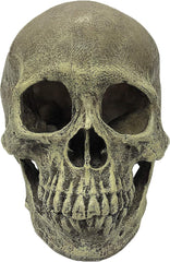 Komodo Human Skull