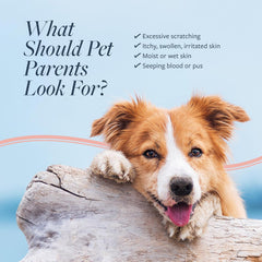 Veterinary Formula Clinical Care Hot Spot & Itch Relief Cat & Dog Medicated Conditioner – Oatmeal Conditions Skin for a Lustrous Coat, Formulated to Help Alleviate Itchy Skin