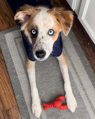 Nylabone Lobster Power Chew Toy for Dogs, Dog Toys for Aggressive Chewers, Filet Mignon Flavor, Small - Up to 25 Ibs, 1 Count