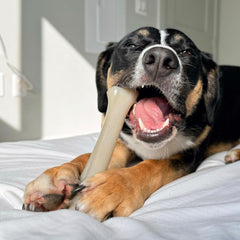 Nylabone Gourmet Style Knuckle Bone Strong Chew Toy for Dogs, Filet Mignon Flavor, X-Large - 50+ lbs, 1 Count