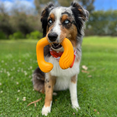 Nylabone C-Shuu Interactive Dog Toy – Lightweight Squishy Dog Chase Toy for Creative Play & Dog Exercise