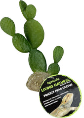 Multi Pet 48593322: Komodo Cactus Plant Prickly Pear, 6.3In