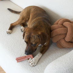 SPOT Bam-Bones Plus T Bone - Bamboo Fiber & Nylon, Durable Long Lasting Dog Chew for Aggressive Chewers – Great Toy for Adult Dogs & Teething Puppies Under 30lbs, Non-Splintering, Beef Flavor