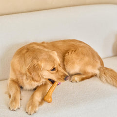 SPOT Bam-Bones Plus Dino Bone - Bamboo Fiber & Nylon, Durable Long Lasting Dog Chew for Aggressive Chewers – Great Toy for Dogs Under 90lbs, Non-Splintering, 7.25in Peanut Butter Flavor Allergen Free