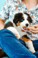 Nylabone Gourmet Style Stick Strong Chew Toy for Puppies, Chicken Flavor, Medium - Up to 35 lbs, 1 Count