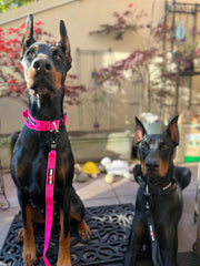 Boss Dog Tactical Adjustable Collar, Hot Pink