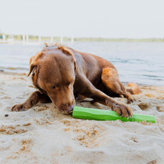 Playology Hound2O Outdoor Dog Toys | Treater Toy Fetch Stick for Dogs | Bright Toy Chew Stick | Easy to Clean, & Made from Non-Toxic Rubber Materials