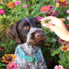 ARK NATURALS Breath Bursts Brushless Toothpaste Dog Treats, Dog Dental Bits for Small Breeds, Unique Texture Helps Clean Teeth & Freshen Breath, Peppermint