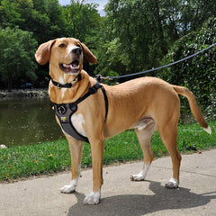 Coastal Pet Walk Right Front-Connect No-Pull Padded Dog Harness - Adjustable & Comfortable Dog Harness - Small & Large Breed Fit - Quality Pet Supplies - Black