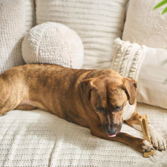 SPOT Bam-Bones Plus T-Bone, Bamboo Fiber & Nylon Dog Chew, Durable for Aggressive Chewers, Non-Splintering, for Adult Dogs & Teething Puppies Under 60lbs, Chicken Flavor