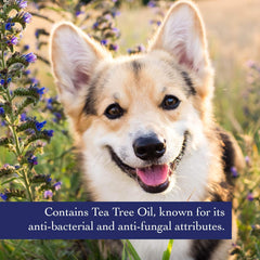 Richard’s Organics Shampoo for Dogs – Formulated with Tea Tree Oil & Neem Oil – 100% Natural Active Ingredients Dog Shampoo to Treat Yeast and Other Skin Infections in Dogs