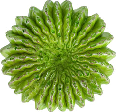 Multi Pet 48593325: Komodo Cactus Plant Moon, 7.5In