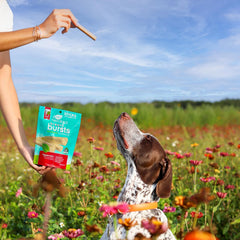 ARK NATURALS Breath Bursts Brushless Toothpaste, Dog Dental Sticks for Large Breeds, Unique Texture Helps Clean Teeth & Freshen Breath, Peppermint